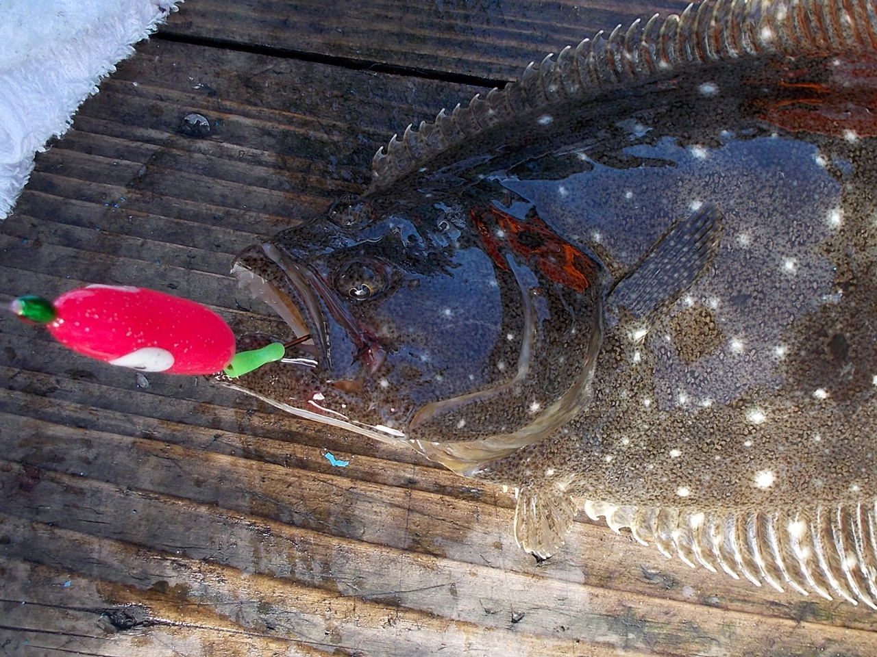 階上沖ヒラメ釣り